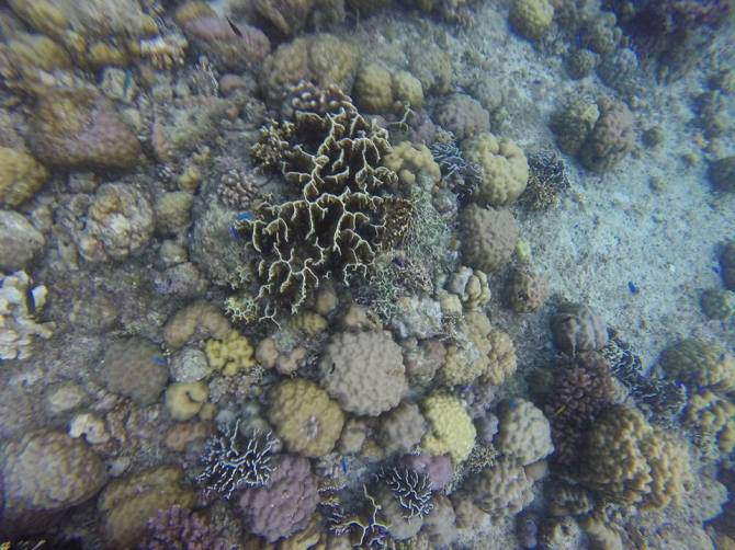 12187654_10205438440382614_2165415462230368755_n