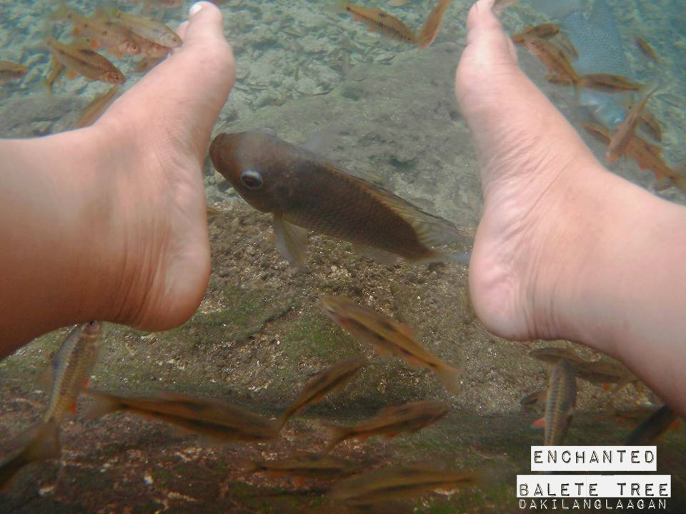 Places to Visit in Siquijor, Day Tour Siqujior, Dakilanglaagan, Enchanted Balete Tree Fish Spa
