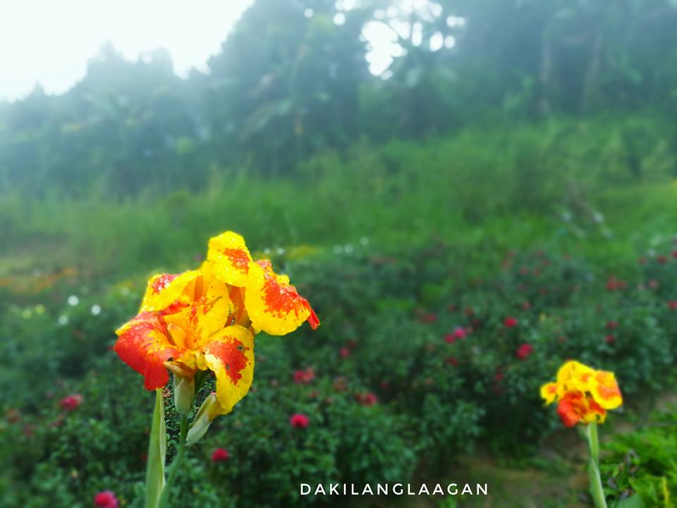 21314354_1427567777278681_2343245077098150971_n