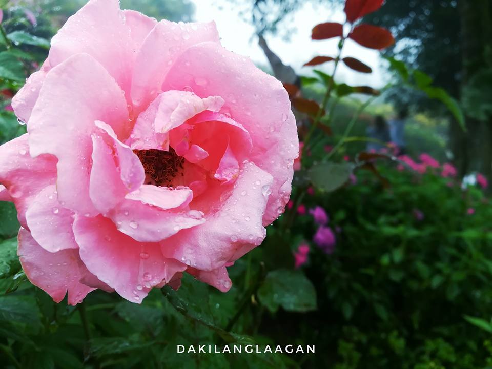 21371286_1427567543945371_1791003690485329990_n