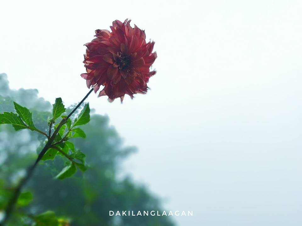 21616236_1427567607278698_3792750955603864605_n