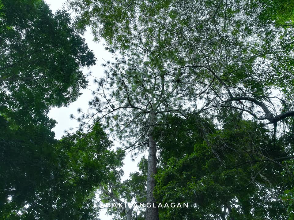 21766512_1440722189296573_8702309792493450719_n