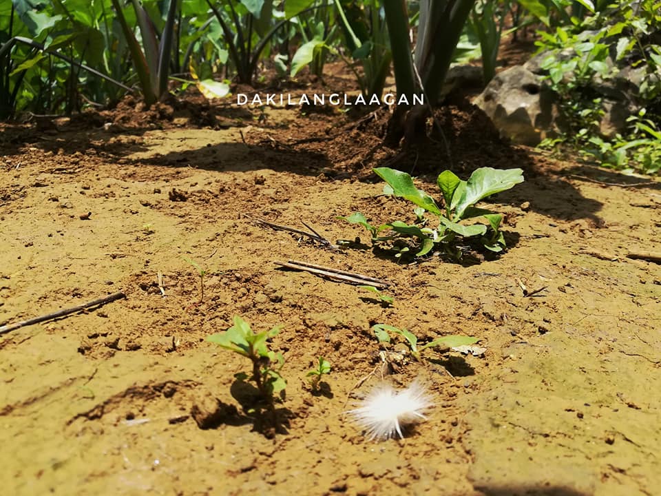 21766607_1440725152629610_1234652659185024204_n