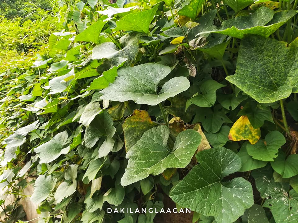 21766801_1440721712629954_6226705199242789469_n