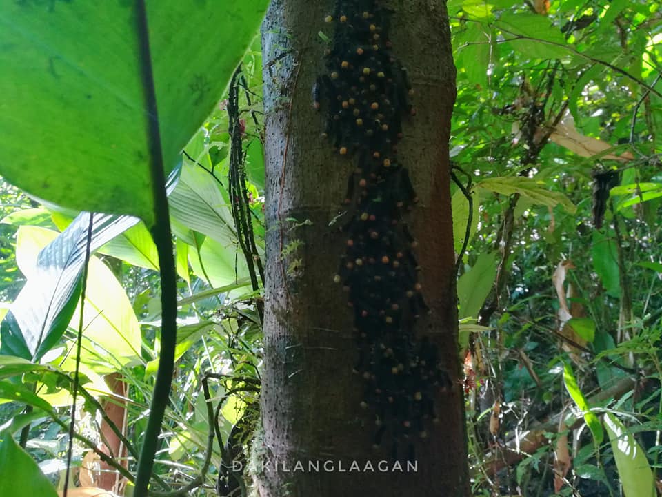 Langun-Gobingob Cave System, Calbiga Samar, Philippines' Biggest Cave System, dakilanglaagan, camping, camping inside a cave