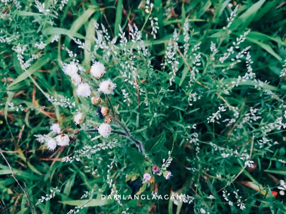 26165220_1524148594287265_8163739421756182712_n