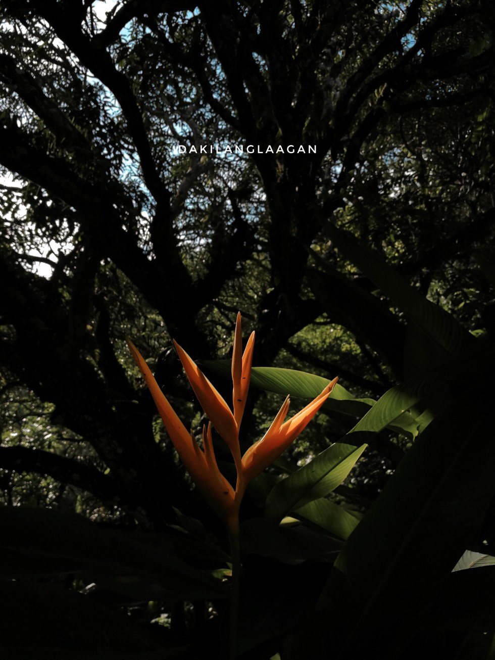 2018-06-16 03.07.45 1-01.jpeg