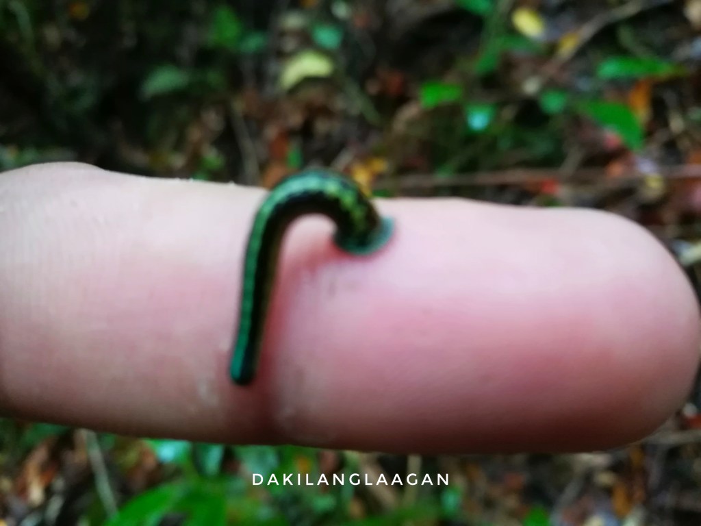 Limatic How to Get Rid of Those Blood-Sucking Limatiks? – Dakilanglaagan