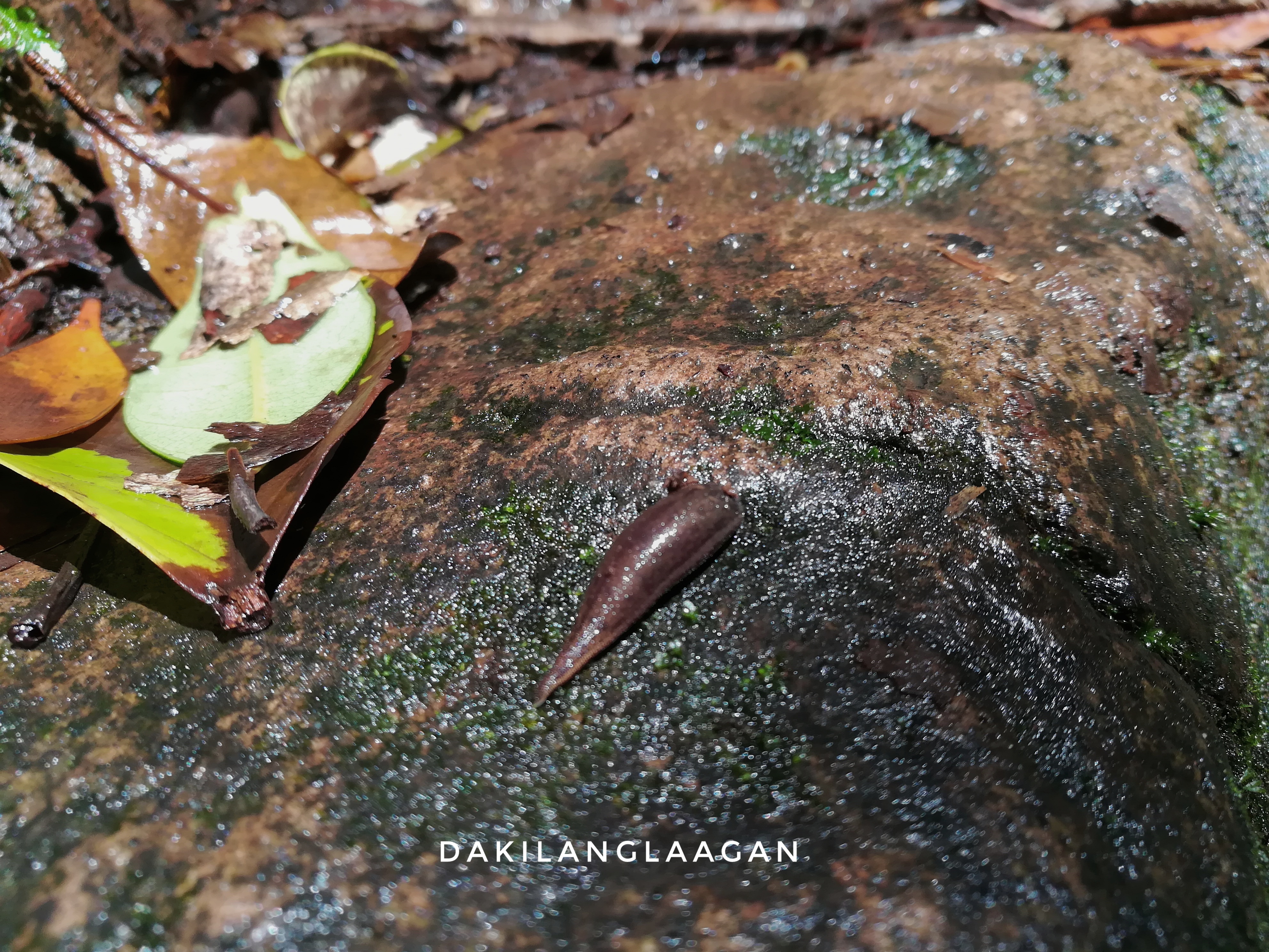 How to get rid of limatiks? What is the first aid for limatik? Dakilanglaagan