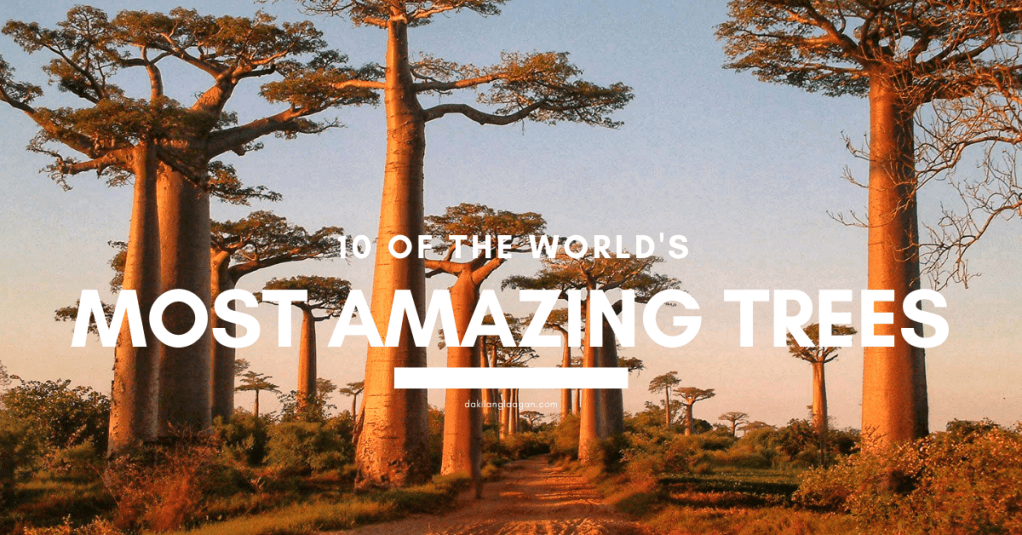Just when you thought you’ve seen so much of the Earth; these amazing trees will prove to you that nature will never run out of things to show off. I was just actually scrolling around social media when I came upon a post sharing some photos of the world’s most incredible trees. 