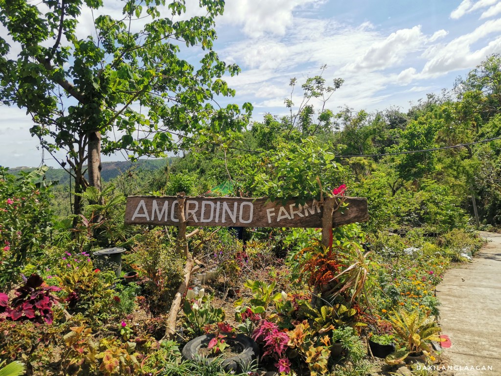 Amorino Farm, Hiking Destination Cebu, Dakilanglaagan