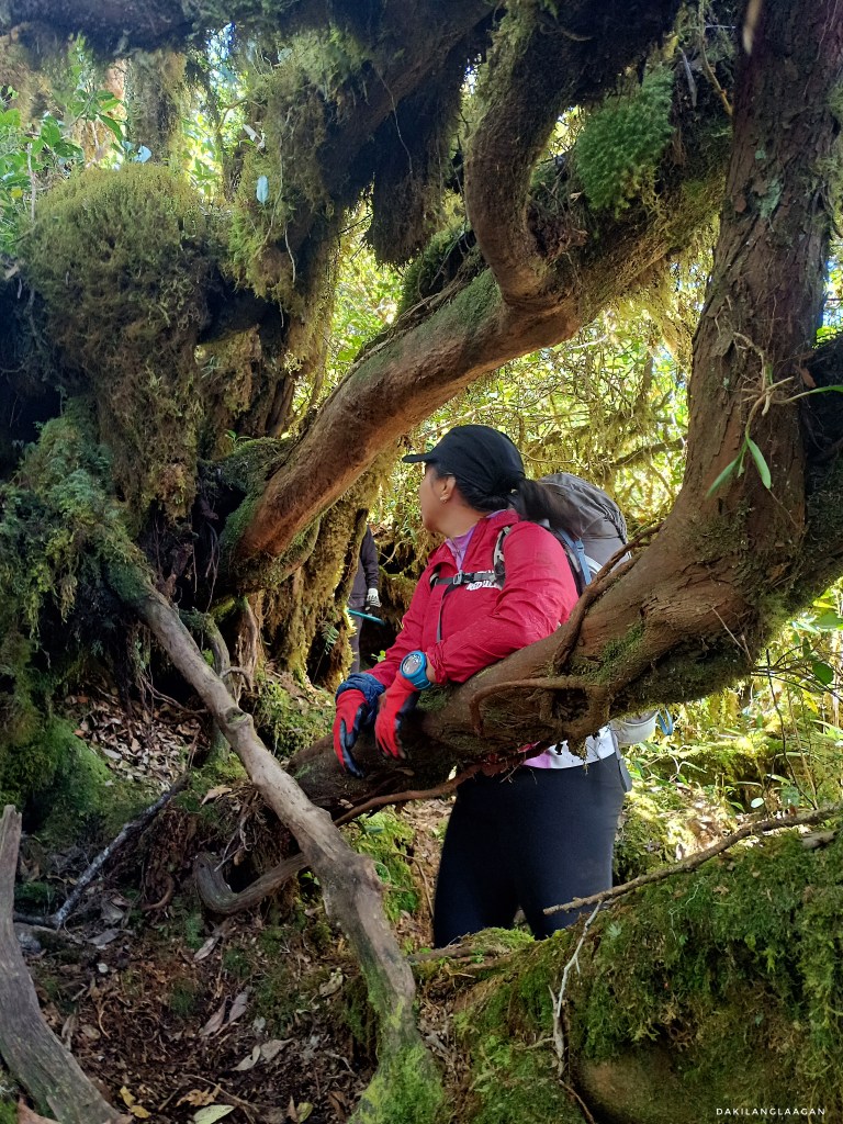 KD2M Traverse Hike, Mt. Kitanglad, Mt. Dulang-dulang, Mt. Maagnaw, Langcayugan, Philippines' Highest Mountains, Dakilanglaagan